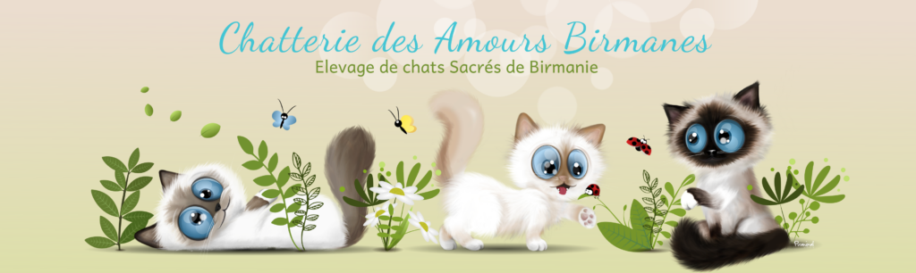 Chatterie des Amours Birmanes